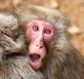 Error monkey photograph